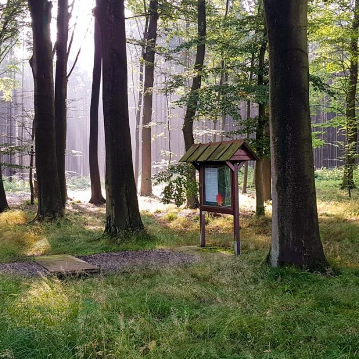 Atmosphäre Ruhewald im Solling Rittergut Friedrichshausen