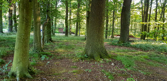 Anfahrt 3 Ruhewald Solling