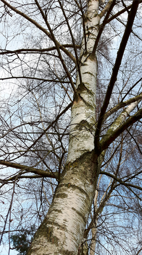 Sandbirke Ruhewald Solling